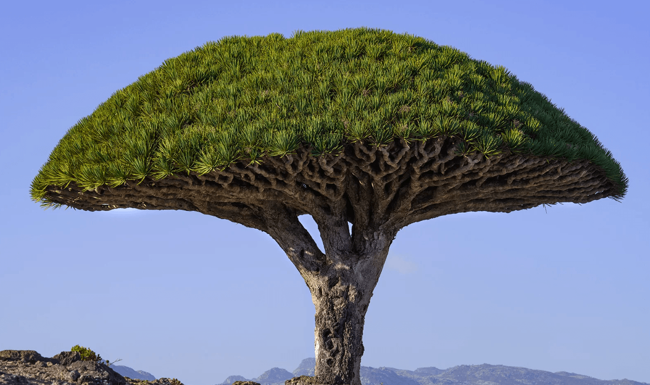 The Powerful Benefits of Dragon's Blood for Your Skin: Nature's Miracle