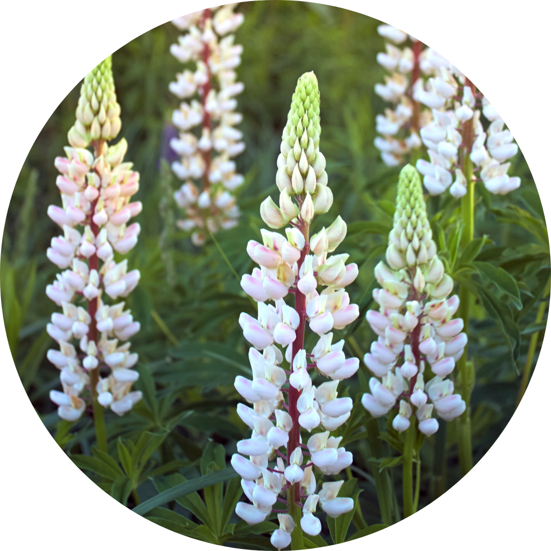White Lupin Extract - anti-aging ingredient