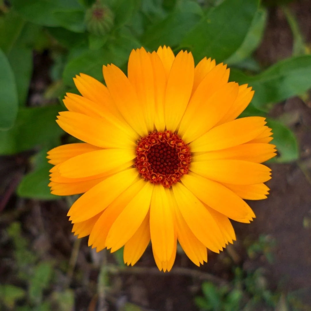 Calendula CO2