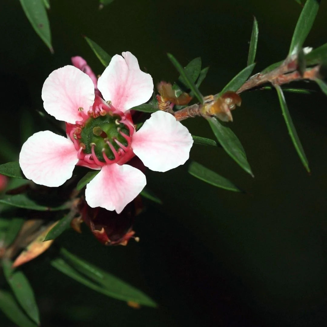 Manuka Concentrate
