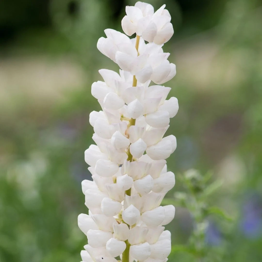White Lupin Extract